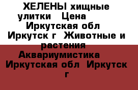 ХЕЛЕНЫ хищные улитки › Цена ­ 100 - Иркутская обл., Иркутск г. Животные и растения » Аквариумистика   . Иркутская обл.,Иркутск г.